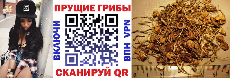 Купить  Клин  Псилоцибиновые грибы Cubensis 